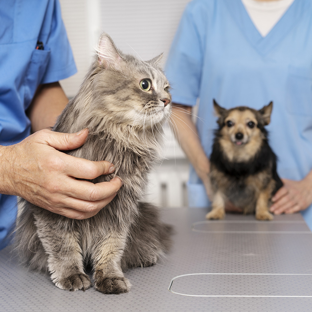 Listclose up veterinary doctor taking care pet